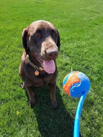 Cooper
